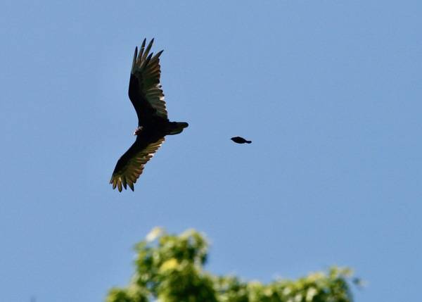 Dog fight.. (2636431540) by Matt MacGillivray from Toronto, Canada is licensed under CC BY 2.0.